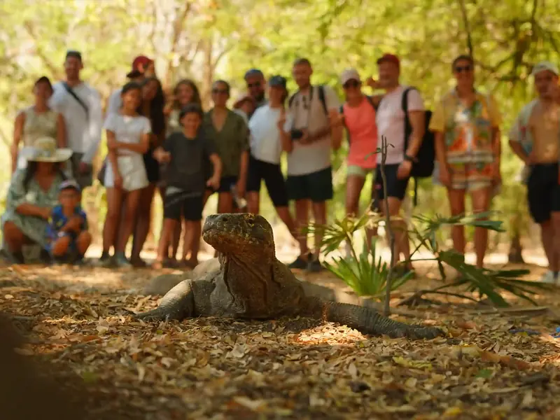 Komodo dragon with visitors in the forest