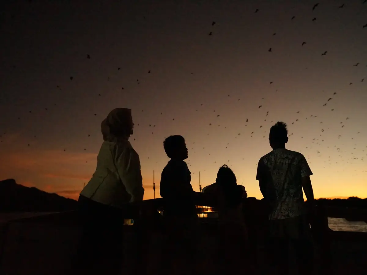 Travellers silhouetted at sunset watching flying foxes cross the sky